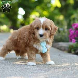 Mason, Cavapoo Puppy